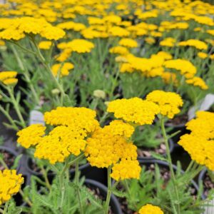 ACHILLEA filipendula 'Little Moonshine' PP28179