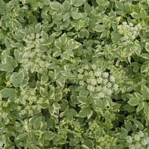 AEGOPODIUM podagraria 'Variegatum'