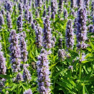 AGASTACHE 'Blue Fortune'