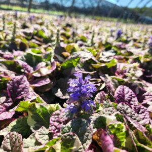 AJUGA reptans 'Burgundy Glow'