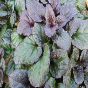 AJUGA reptans 'Catlin's Giant'