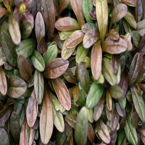 AJUGA tenorii 'Chocolate Chip'