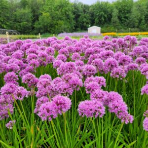 ALLIUM 'Millenium'