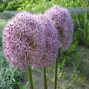 ALLIUM 'Gladiator'
