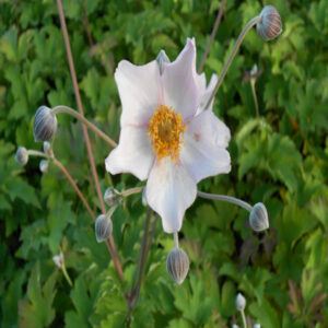 ANEMONE hupehensis 'September Charm'