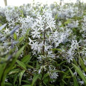AMSONIA tabernaemontana 'Storm Cloud'