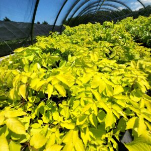 ARALIA cordata 'Sun King'