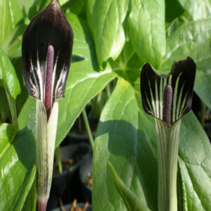 ARISAEMA triphyllum