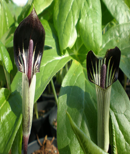 ARISAEMA triphyllum