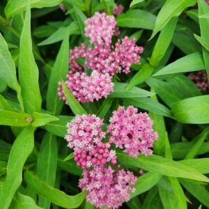 ASCLEPIAS incarnata 'Cinderella'