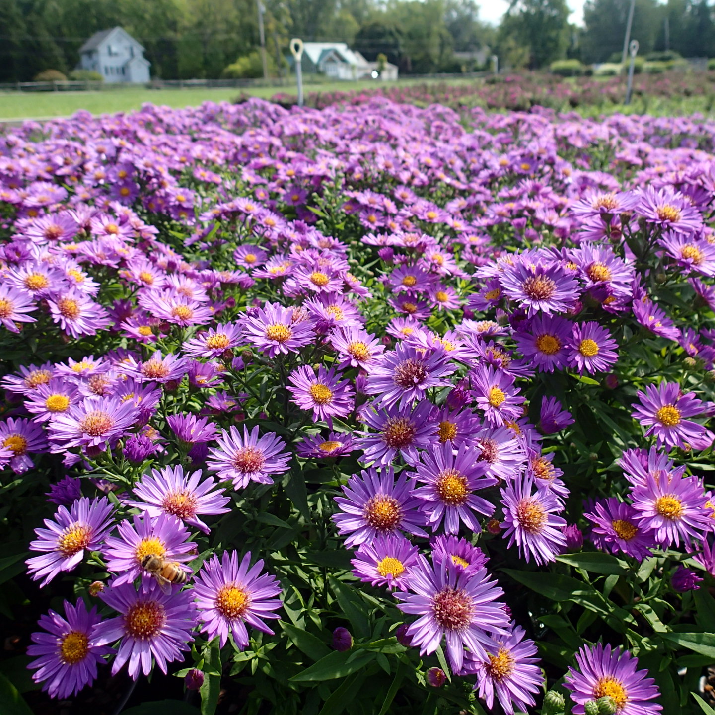 ASTER 'Wood's Purple'