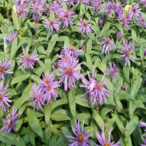 ASTER novae-angliae 'Purple Dome'