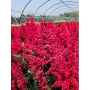 ASTILBE x japonica 'Montgomery'