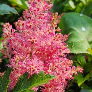 ASTILBE x japonica 'Rheinland'
