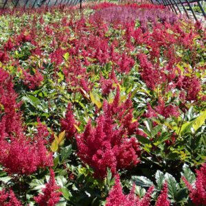 ASTILBE chinensis 'Vision In Red'