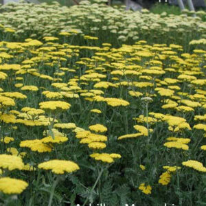 ACHILLEA filipendula 'Moonshine'