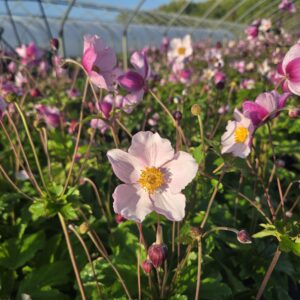 ANEMONE tomentosa 'Robustissima'