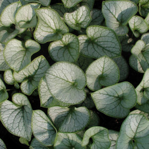 BRUNNERA macrophylla 'Jack Frost'