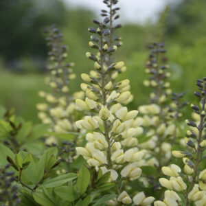 BAPTISIA DECADENCE&reg; 'Vanilla Cream II' PP36762