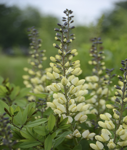 BAPTISIA DECADENCE® 'Vanilla Cream II' PP36762