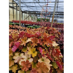HEUCHERA 'Caramel' PP16560