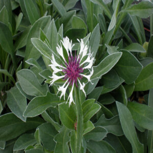 CENTAUREA montana 'Amethyst in Snow' PP18284
