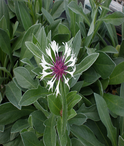 CENTAUREA montana 'Amethyst in Snow' PP18284