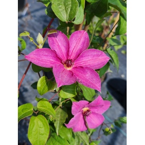 CLEMATIS 'H.F. Young'