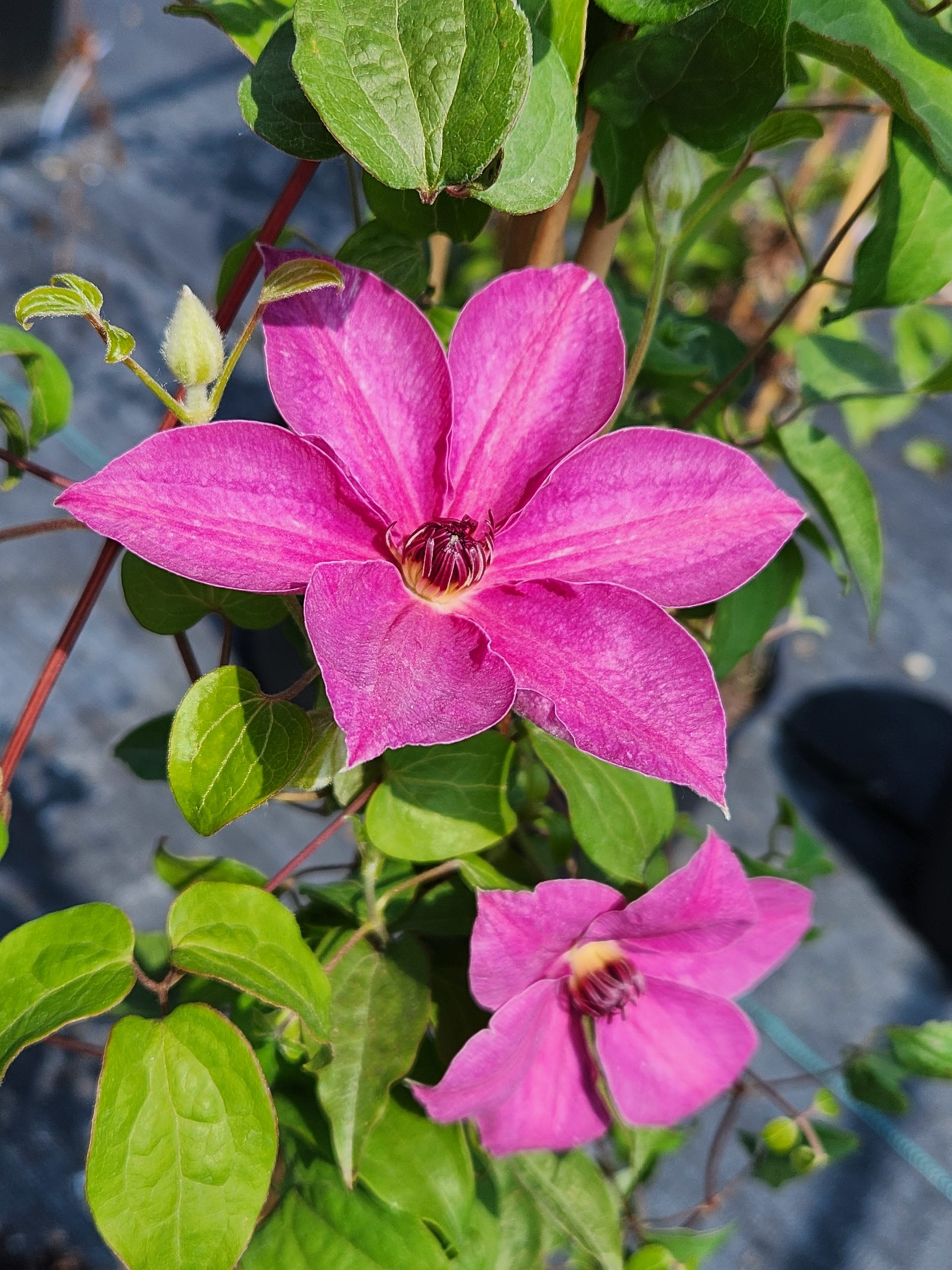 CLEMATIS 'H.F. Young'