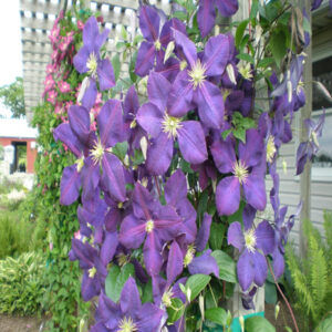 CLEMATIS 'Jackmanii Superba'