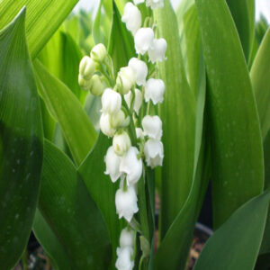 CONVALLARIA majalis