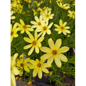 COREOPSIS verticillata 'Moonbeam'