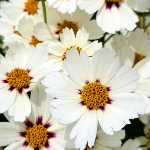 COREOPSIS BIG BANG&trade; SERIES 'Star Cluster' PP23035