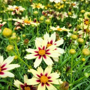 COREOPSIS LI'L BANG™ SERIES 'Starlight' PP28005