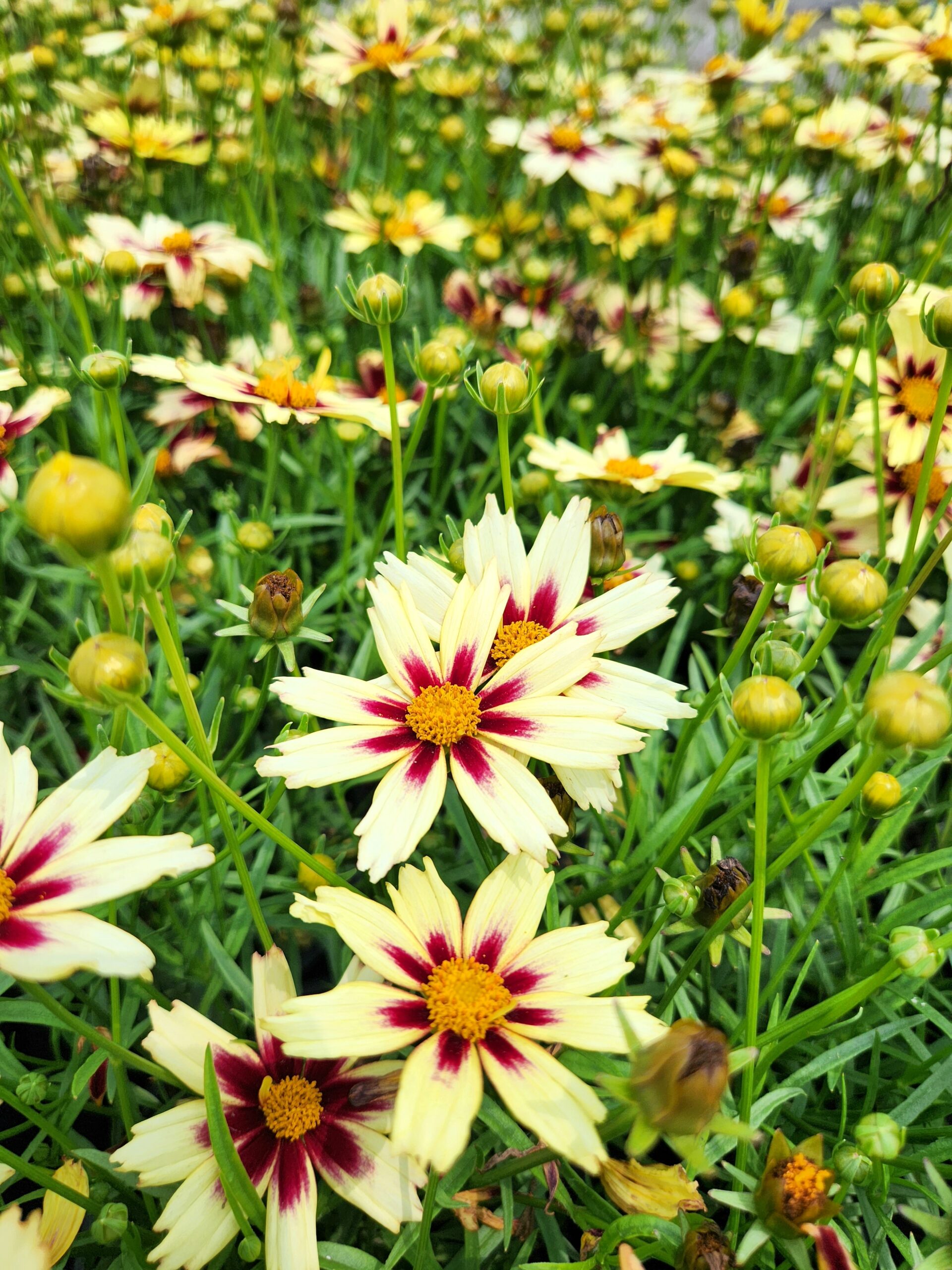 COREOPSIS LI'L BANG™ SERIES 'Starlight' PP28005