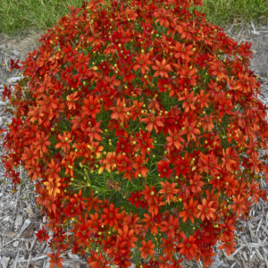 COREOPSIS verticillata SIZZLE & SPICE&trade; 'Crazy Cayenne'