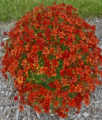 COREOPSIS verticillata SIZZLE & SPICE™ 'Crazy Cayenne'