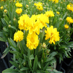 COREOPSIS grandiflora 'Presto'