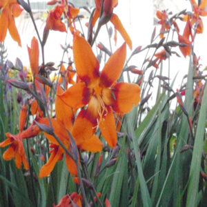 CROCOSMIA 'Emily McKenzie'