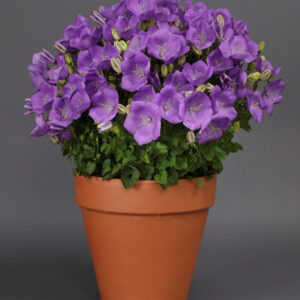 CAMPANULA RAPIDO&trade; Series 'Rapido Blue'