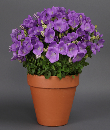 CAMPANULA RAPIDO™ Series 'Rapido Blue'