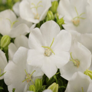 CAMPANULA RAPIDO&trade; Series 'Rapido White'