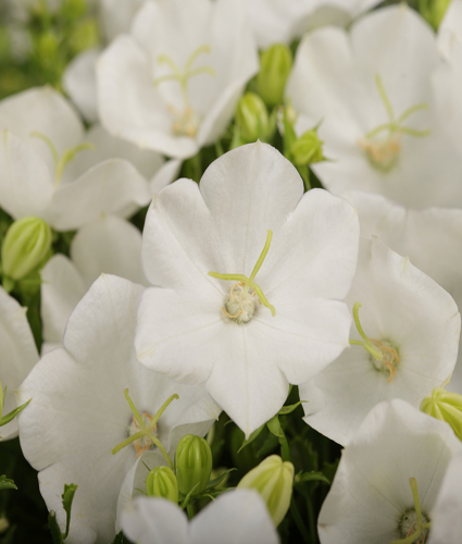 CAMPANULA RAPIDO™ Series 'Rapido White'