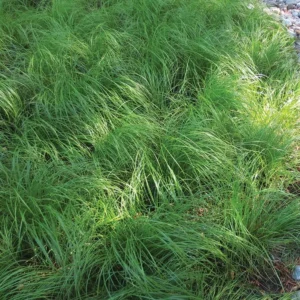 CAREX pensylvanica