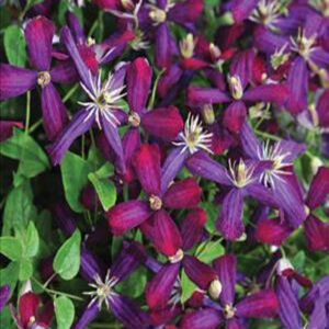 CLEMATIS paniculata 'Sweet Summer Love' PP24044