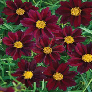 COREOPSIS BIG BANG&trade; SERIES 'Mercury Rising' PP24689