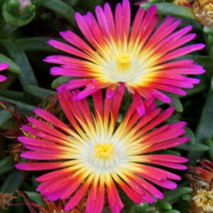 DELOSPERMA WHEELS OF WONDER&trade; Series 'Hot Pink Wonder' PP26157