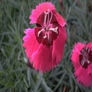 DIANTHUS 'Fire Star'