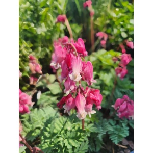 DICENTRA formosa 'Luxuriant'
