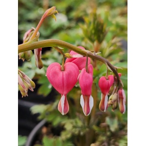 DICENTRA spectabilis